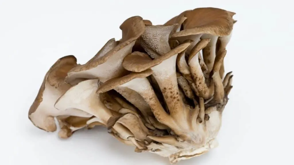 What mushrooms are high in purines