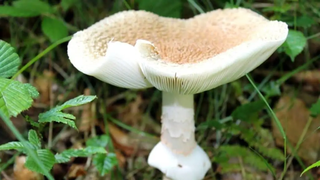 Which color mushroom is poisonous