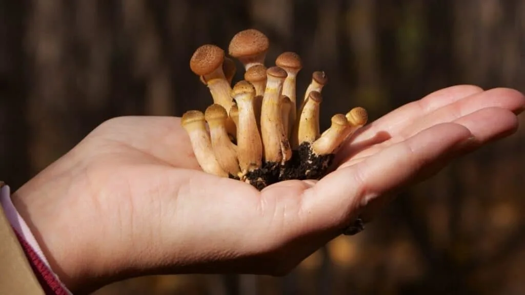 Why Indians do not eat mushrooms