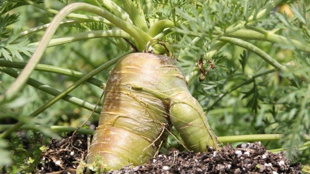 Are Green Carrots Healthy