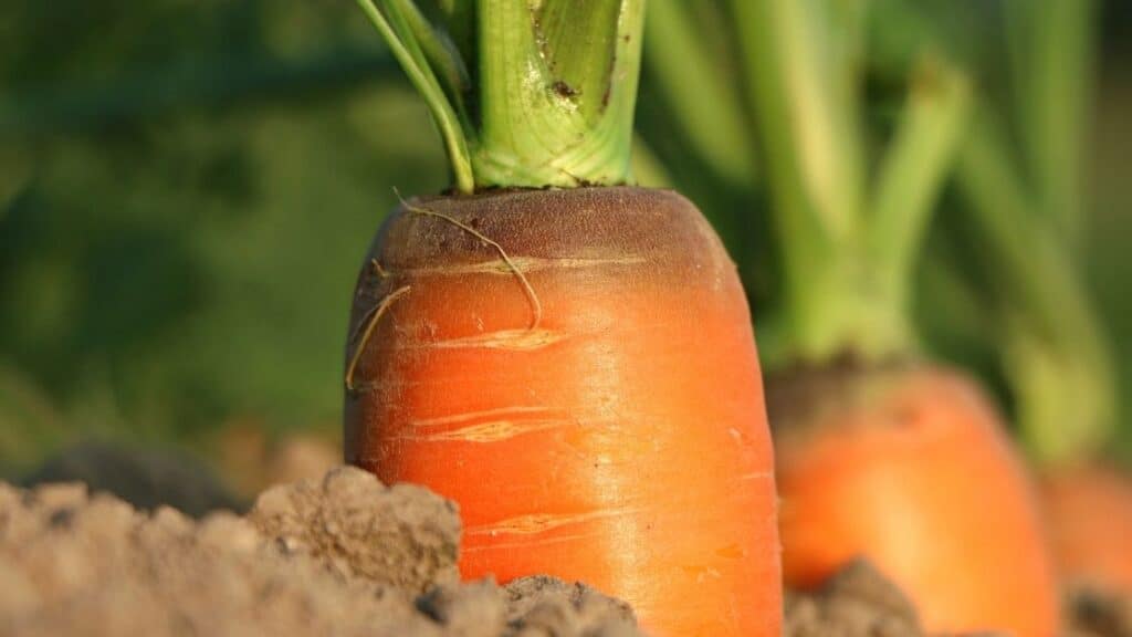 Do Carrots Actually Make You Tan