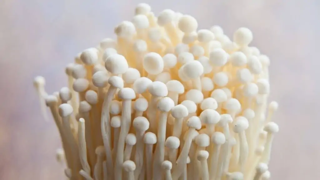 Enoki mushroom side effects