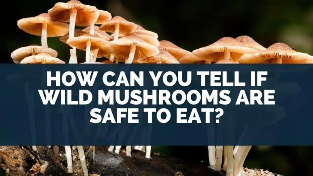How Can You Tell If Wild Mushrooms Are Safe To Eat