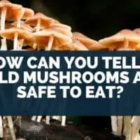 How Can You Tell If Wild Mushrooms Are Safe To Eat