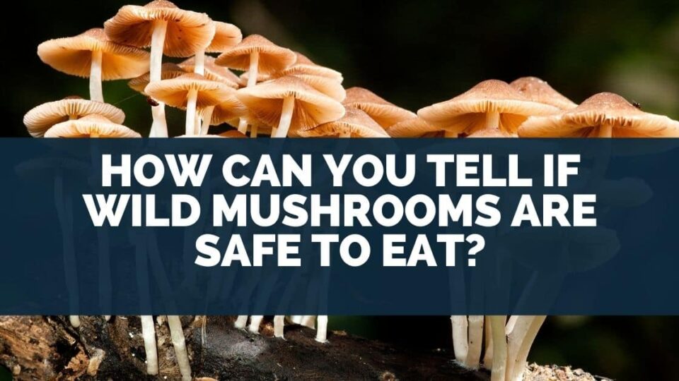 How Can You Tell If Wild Mushrooms Are Safe To Eat?