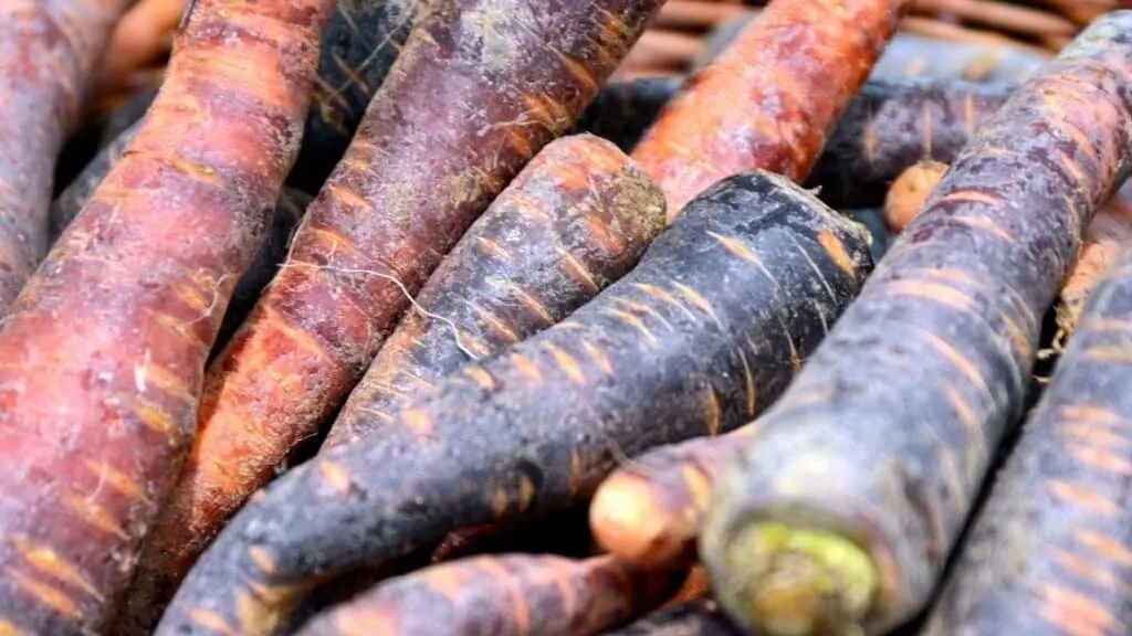 How Do You Keep Carrots from Turning Black