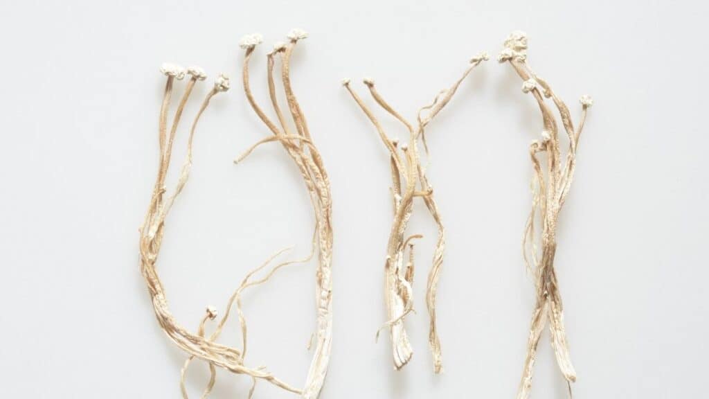 How do you know if enoki mushroom is bad