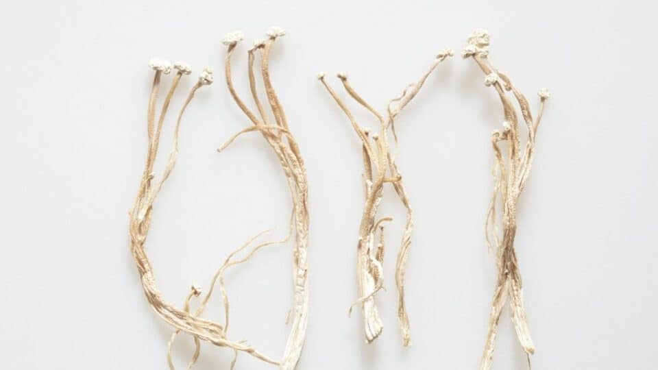 Enoki Mushroom Digestion (Side Effects To Look Out For)
