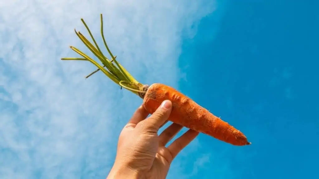 How many carrots can I eat in one day