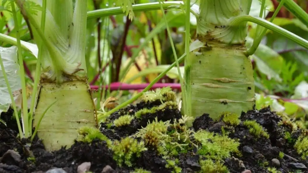 Is It Ok to Eat Green Carrots