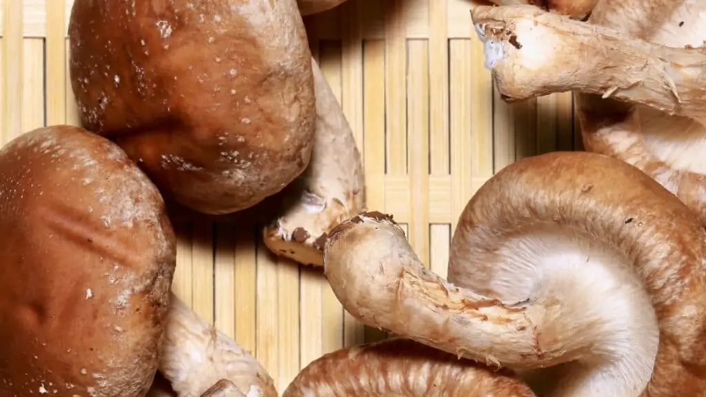 Mushroom stomach ache remedy