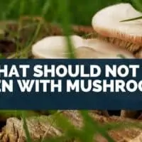 What Should Not Be Eaten With Mushrooms