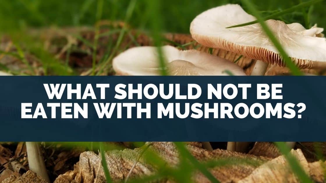 What Should Not Be Eaten With Mushrooms?