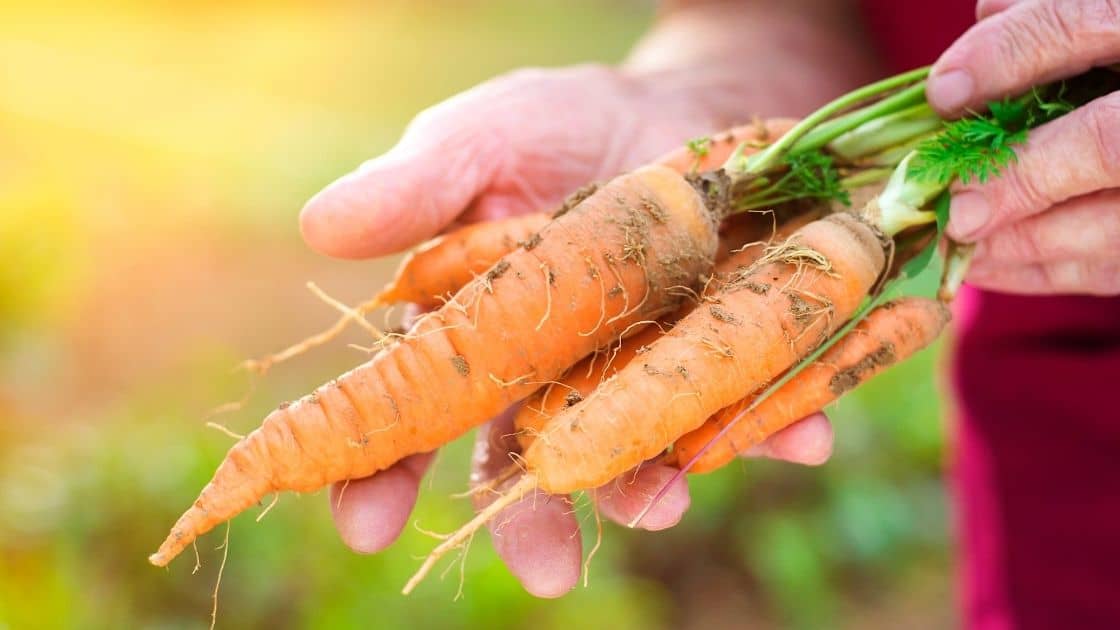 What Happens If We Eat Carrots Daily?