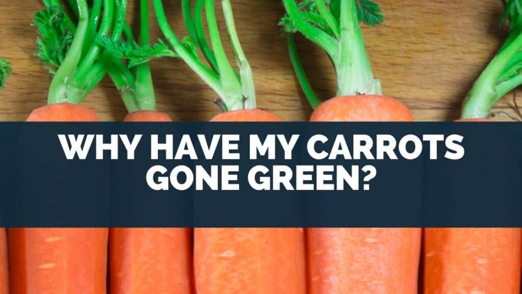 Why Have My Carrots Gone Green