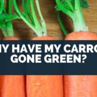 Why Have My Carrots Gone Green