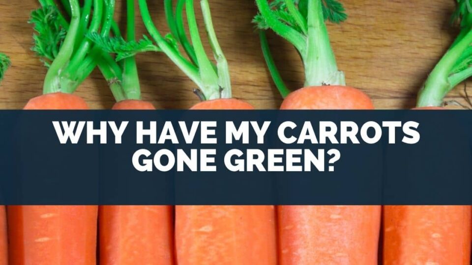 Why Have My Carrots Gone Green? (Can They Be Eaten)