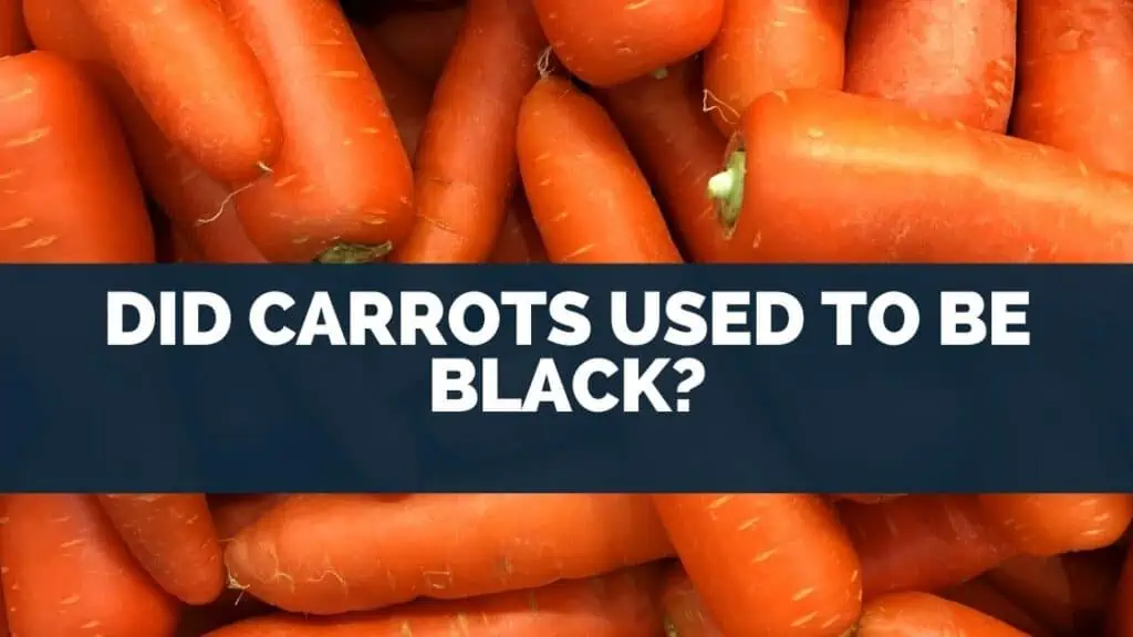 Did Carrots Used to Be Black