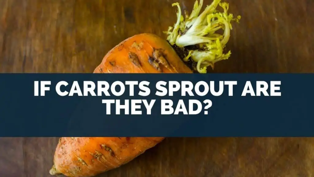 If Carrots Sprout Are They Bad