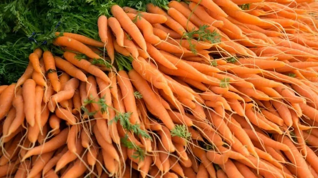 What Are 3 Facts about Carrots