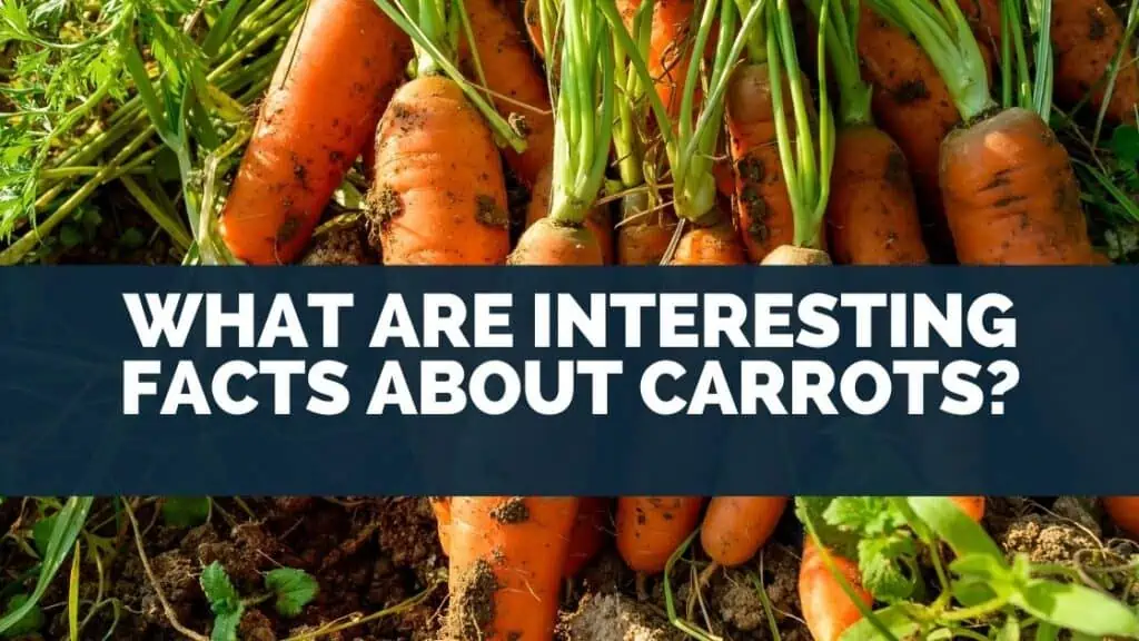 What Are Interesting Facts about Carrots