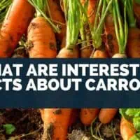 What Are Interesting Facts about Carrots