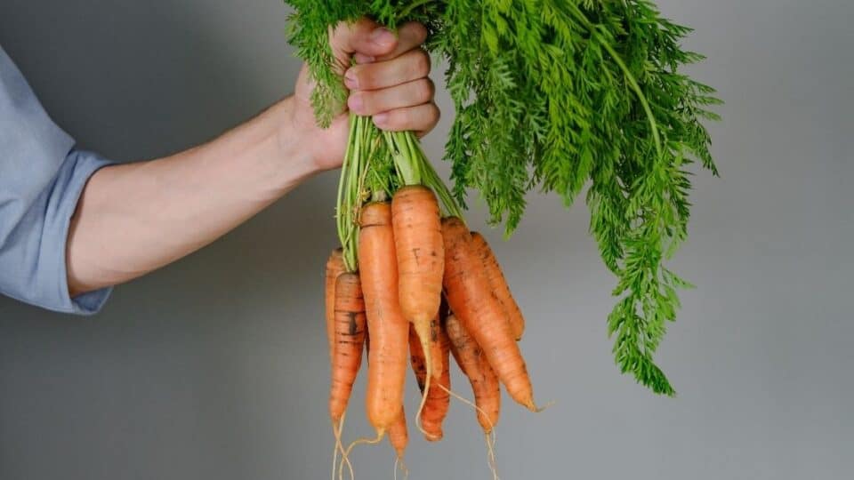 Is Carrot Good For Digestive System?
