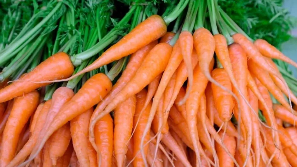 What Is Popular about Carrots