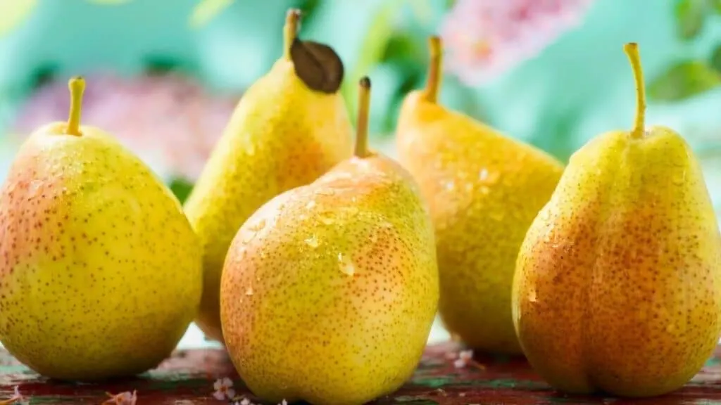 Are Pears and Avocados Related