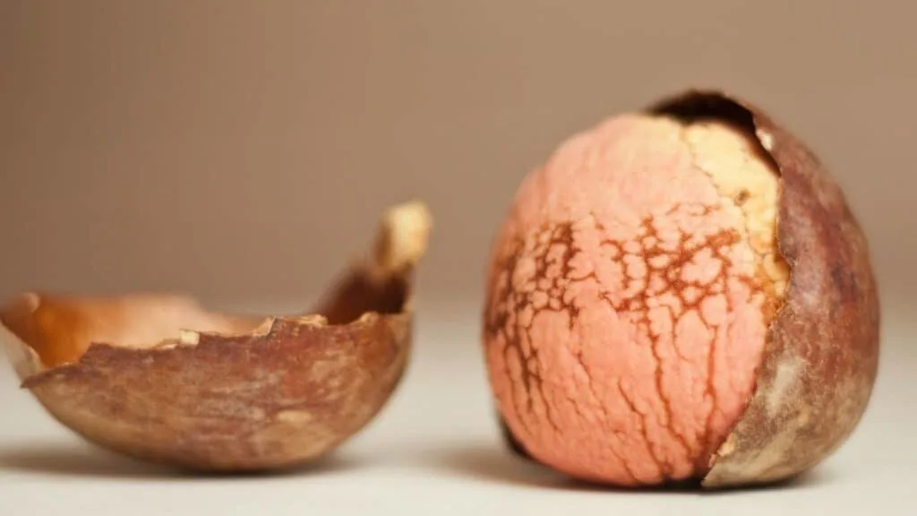 Can I boil avocado seeds and drink them