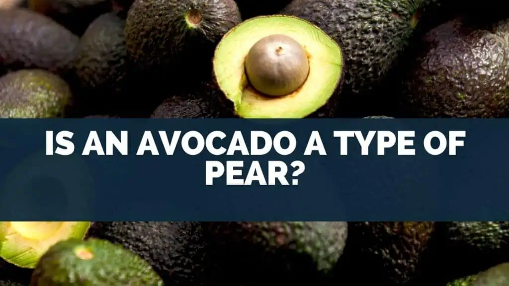 Is an Avocado a Type of Pear