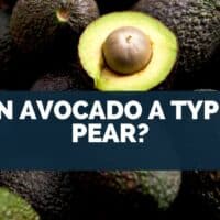Is an Avocado a Type of Pear