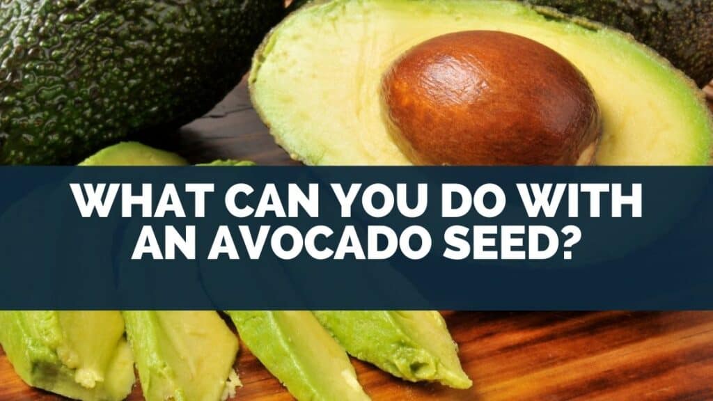 What Can You Do With An Avocado Seed