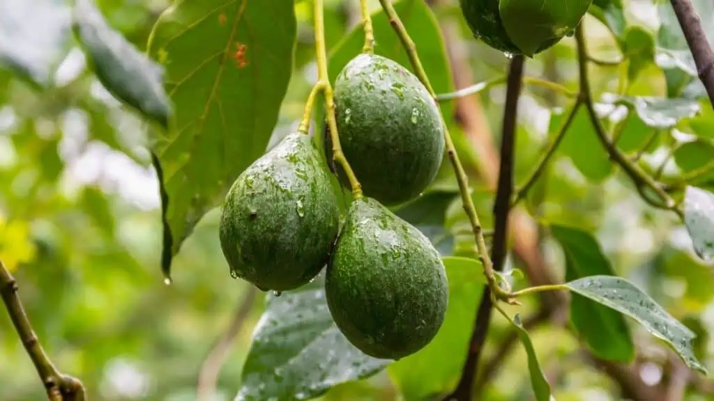 Why Do People Call Avocado a Pear