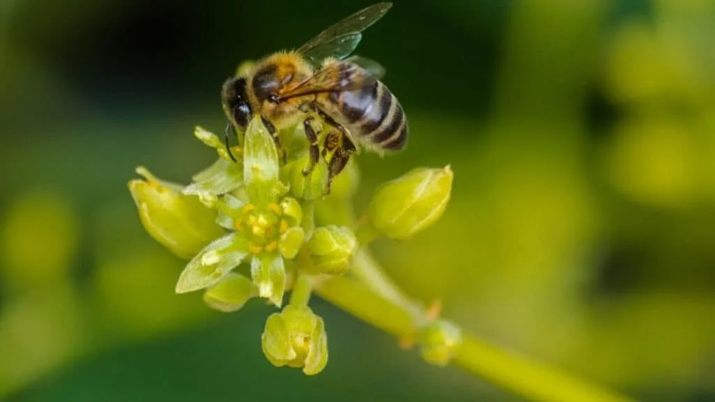 Are Avocados Made By Bees