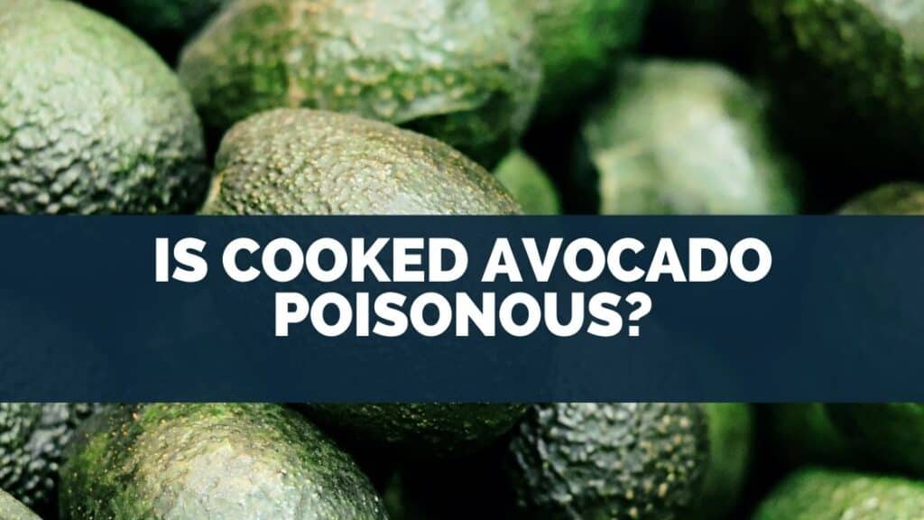 Is Cooked Avocado Poisonous