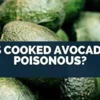 Is Cooked Avocado Poisonous