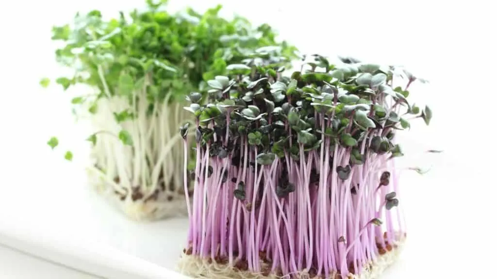 Are Broccoli Sprouts A Superfood