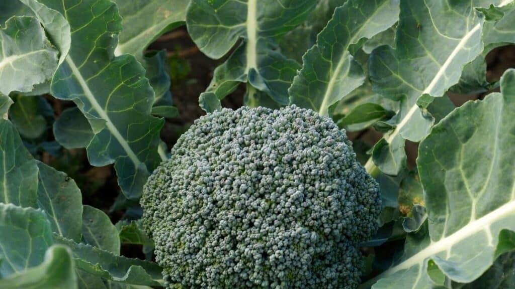Are There Nutrients In Broccoli Leaves?