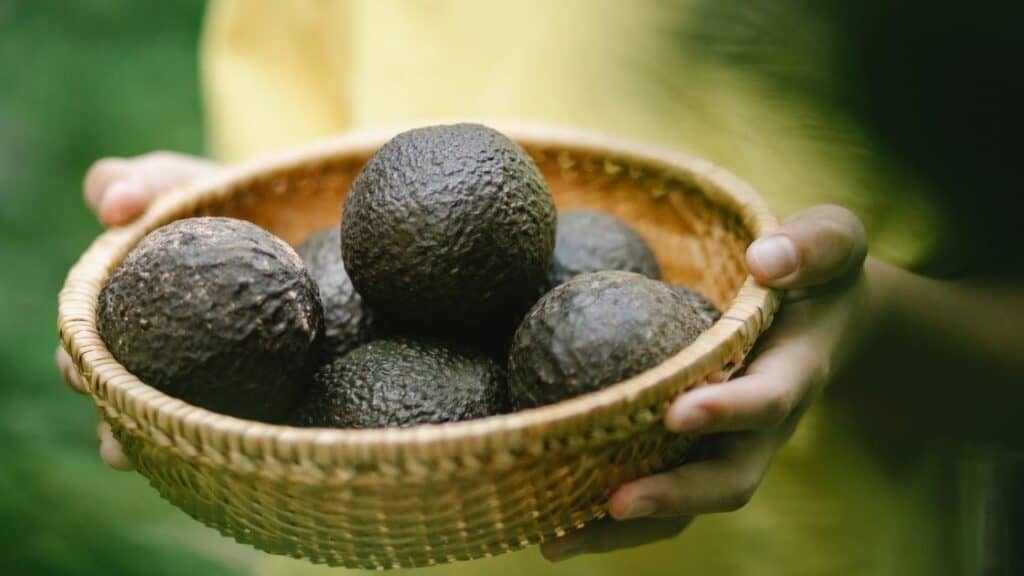 Can Avocados Cause Vomiting And Diarrhea