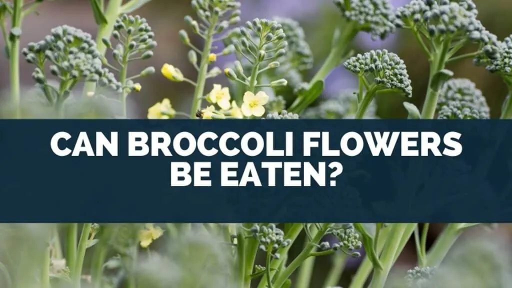 Can Broccoli Flowers Be Eaten?