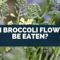 Can Broccoli Flowers Be Eaten?