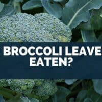 Can Broccoli Leaves Be Eaten?