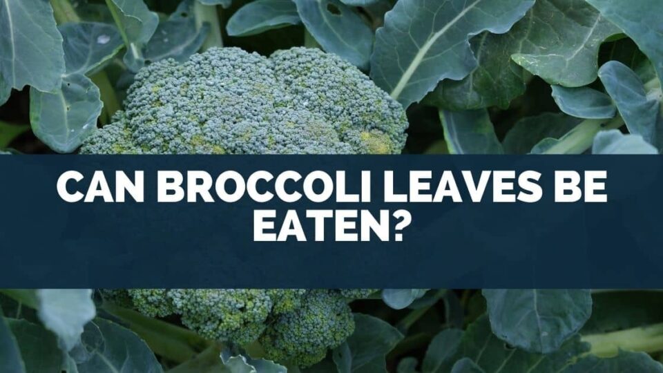 Can Broccoli Leaves Be Eaten?