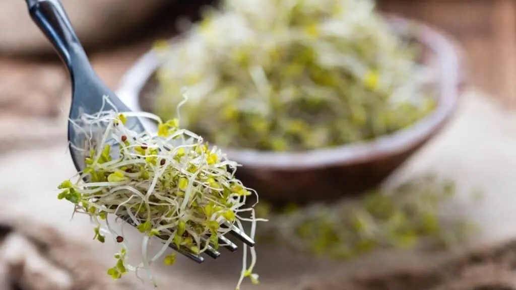 Can I Eat Broccoli Sprouts Everyday