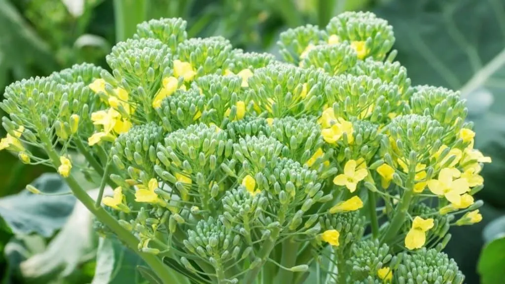 Can You Cook Broccoli Flowers?