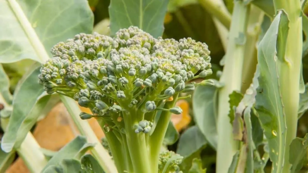Do Broccoli Florets Have Fiber?
