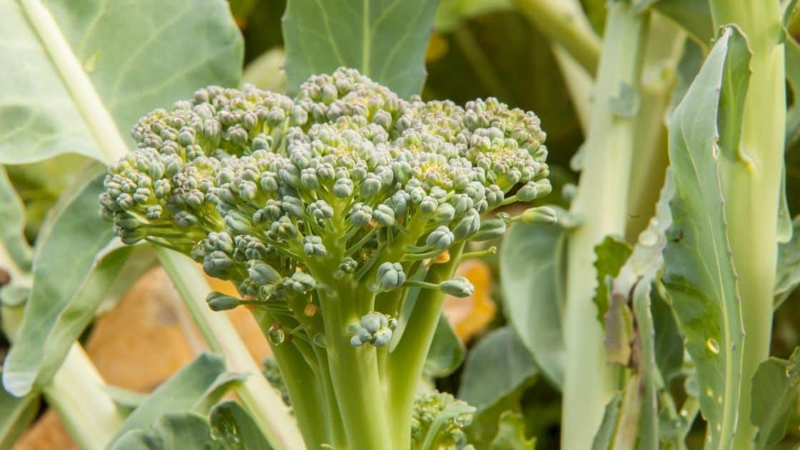What Part Of Broccoli Has The Most Fiber?