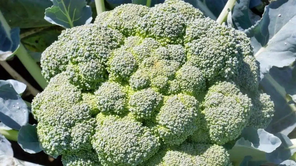 Does Broccoli Make You Poop A Lot?