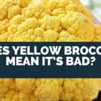 Does Yellow Broccoli Mean It’s Bad?